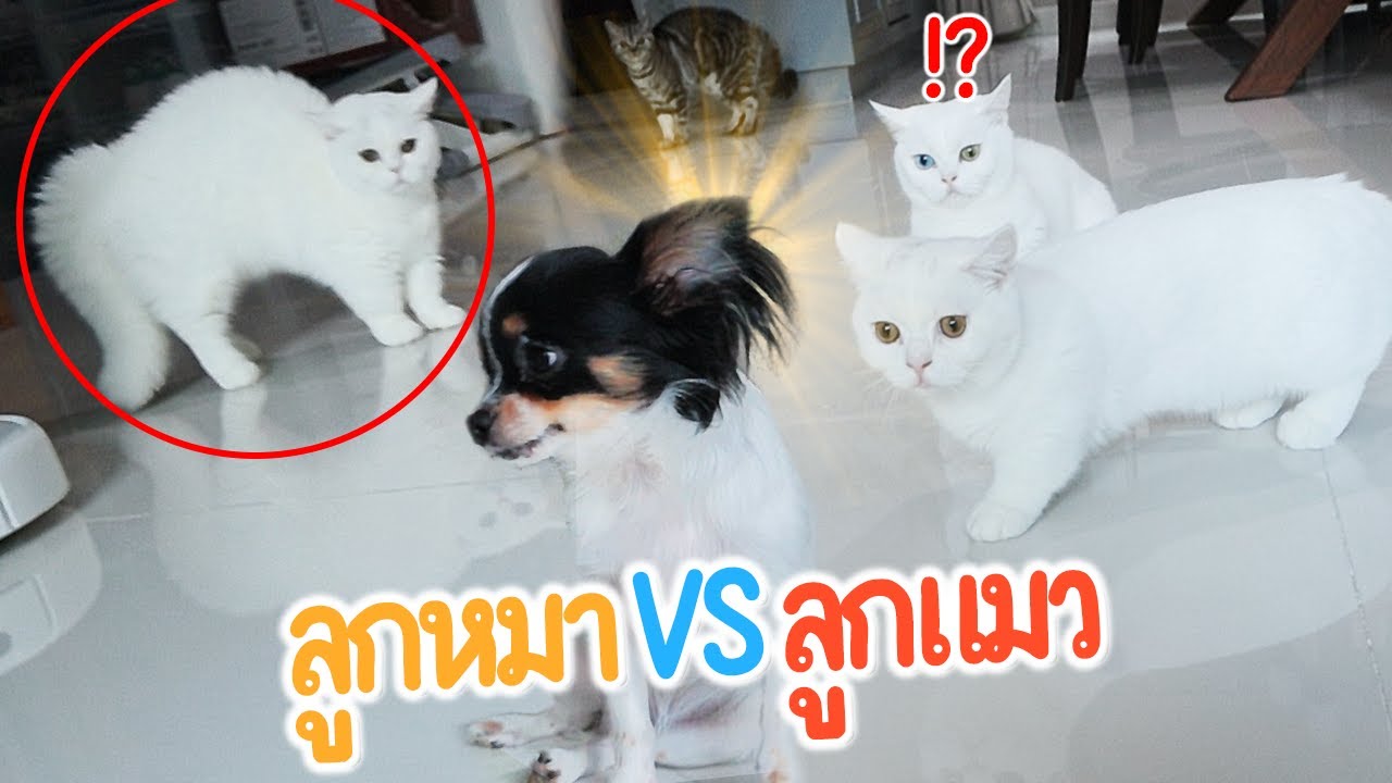 พาลูกหมาเจอลูกแมวครั้งแรก.. โรเซ่พองตัวทั้งคลิป!! | ติดเต๋า