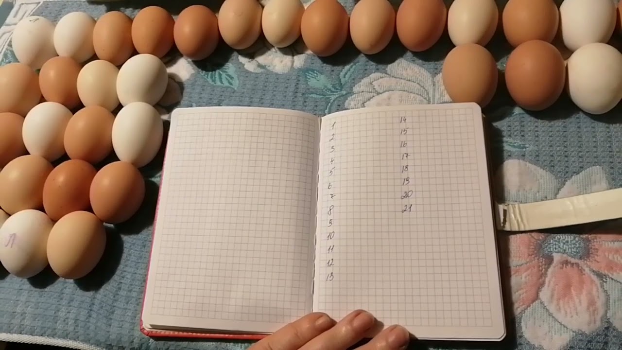 Инкубация куриных яиц. Пошагово каждый этап. Инкубация от А до Я.