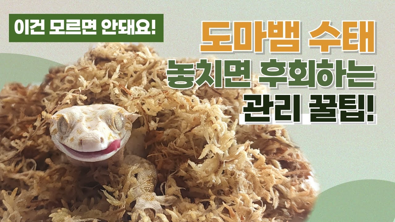 도마뱀 수태에 구더기가😱?! 수태 제대로 관리하지 않으면 안됩니다✍️