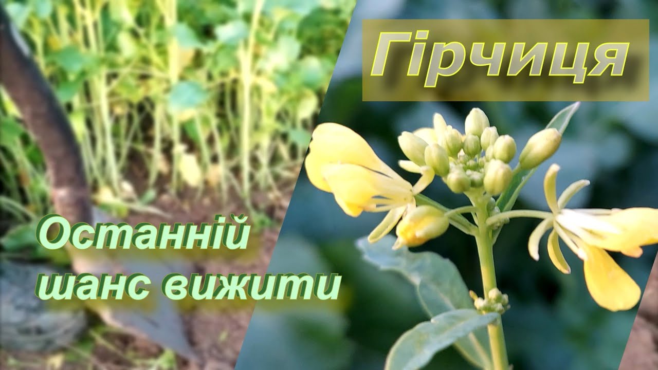 Гірчиця. Останній шанс вижити.