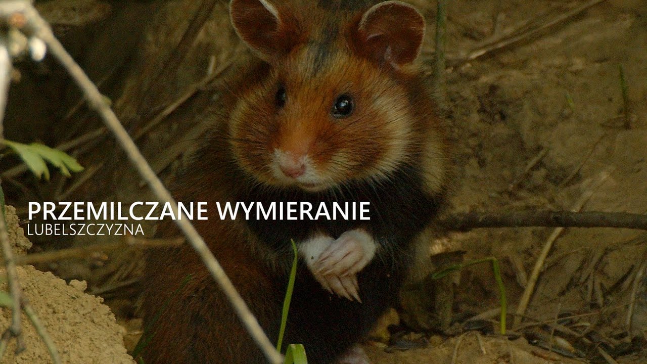 PRZEMILCZANE WYMIERANIE / SILENT EXTINCTION