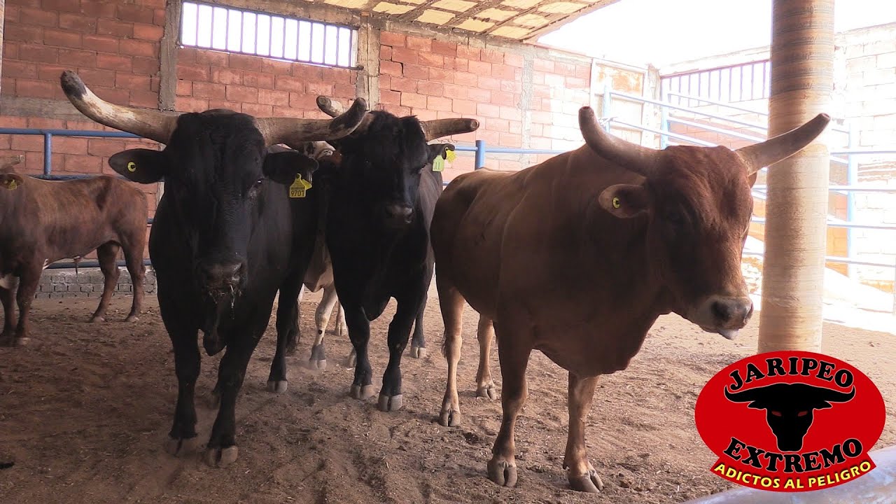 ¡¡¡NUEVOS NUEVOS LOS TOROS PARA LA SELECCION PODEROSA!!!