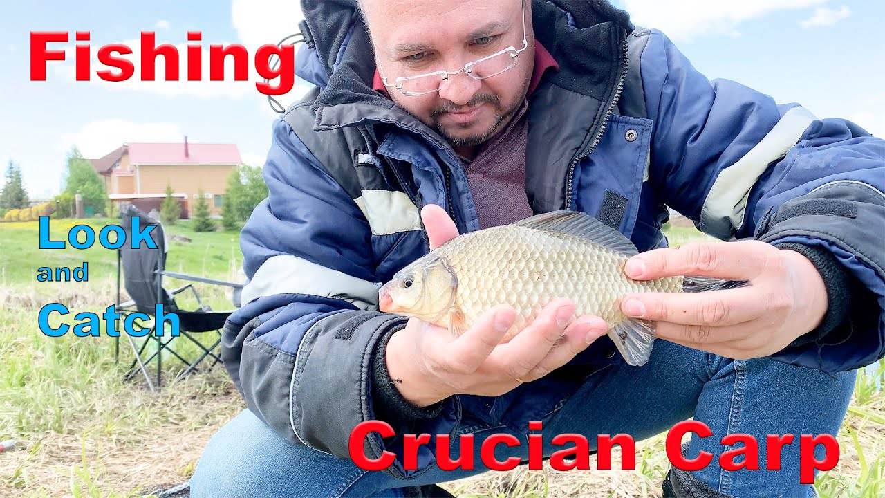Exciting fishing for large crucian carp! Bites, gatherings!