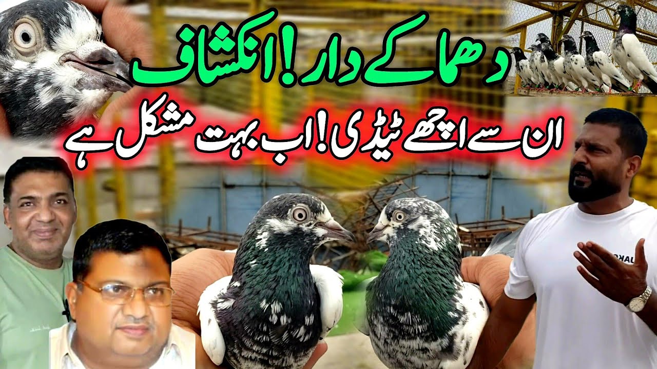 Ch Sakhi Waley Ye  Kabootar Ab Nahi Miltey🔥 || 0348-1717-797 || Ustad Aurangzaib Khan Ne Gift Daye