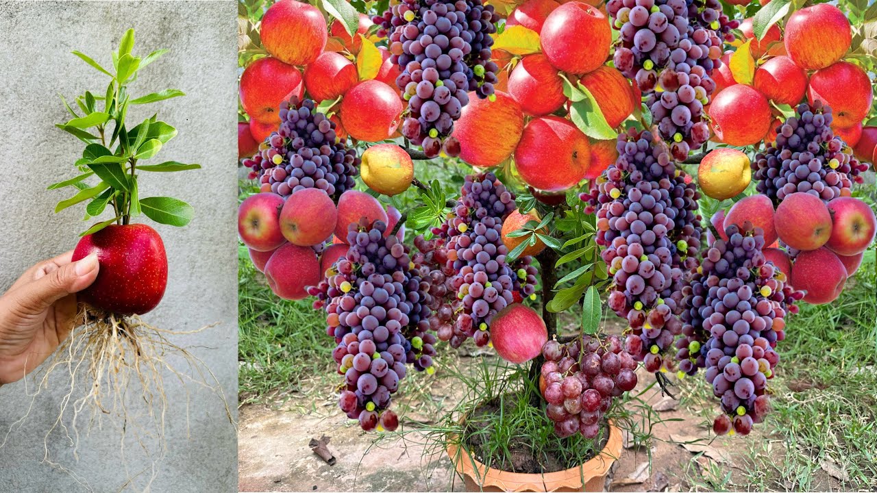 New Technique : For Grafting Apple and Grape Fruits Using Aloe Vera in Coconut Fruit