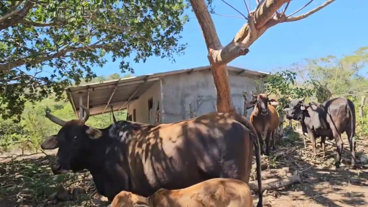 Hola, Volví en vaca