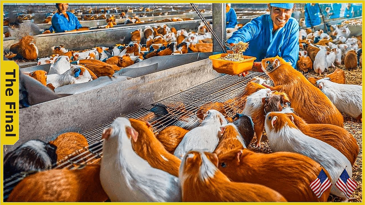 Revolutionizing Guinea Pig Farming: China’s Impact On Global Supply - Farming Documentary