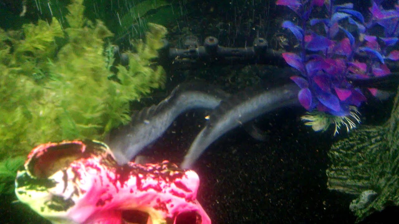 Dragonfish Wars - 2 Juvenile Dragonfish fighting in 55 gallon aquarium