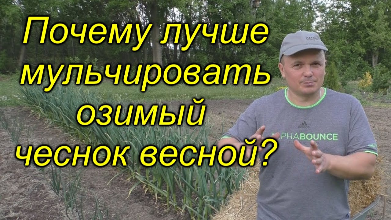Весеннее мульчирование озимого чеснока. Почему так лучше?