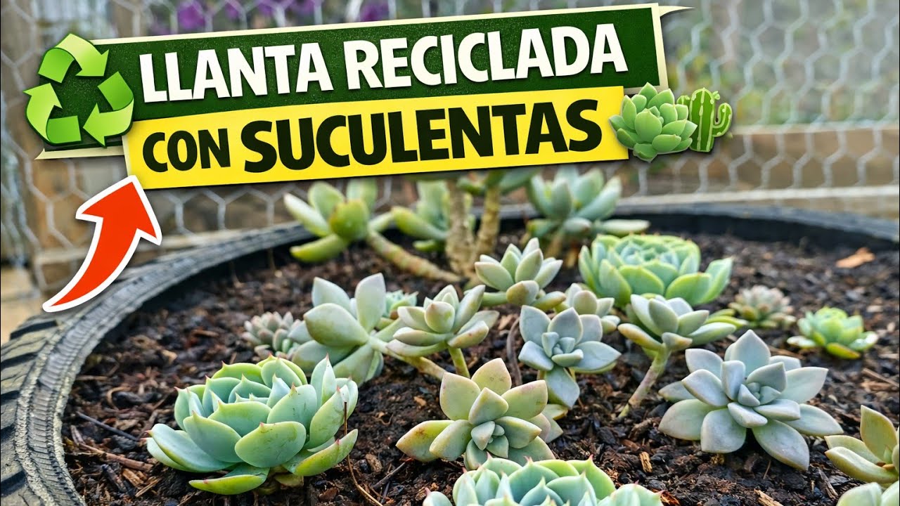 Transformé una LLANTA en jardín de SUCULENTAS 🌱♻️