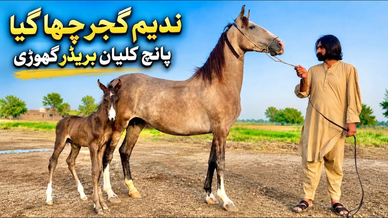 Premium Breeder Mare for Sale in Pakistan 🐎 | Top Bloodline Desi Horse