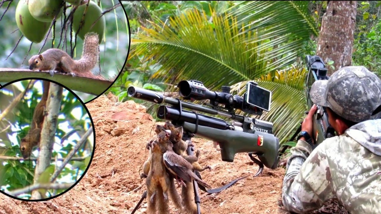HUNTING HAMA KELAPA,, BARU NYAMPE DIHADANG PULUHAN EKOR BAJING