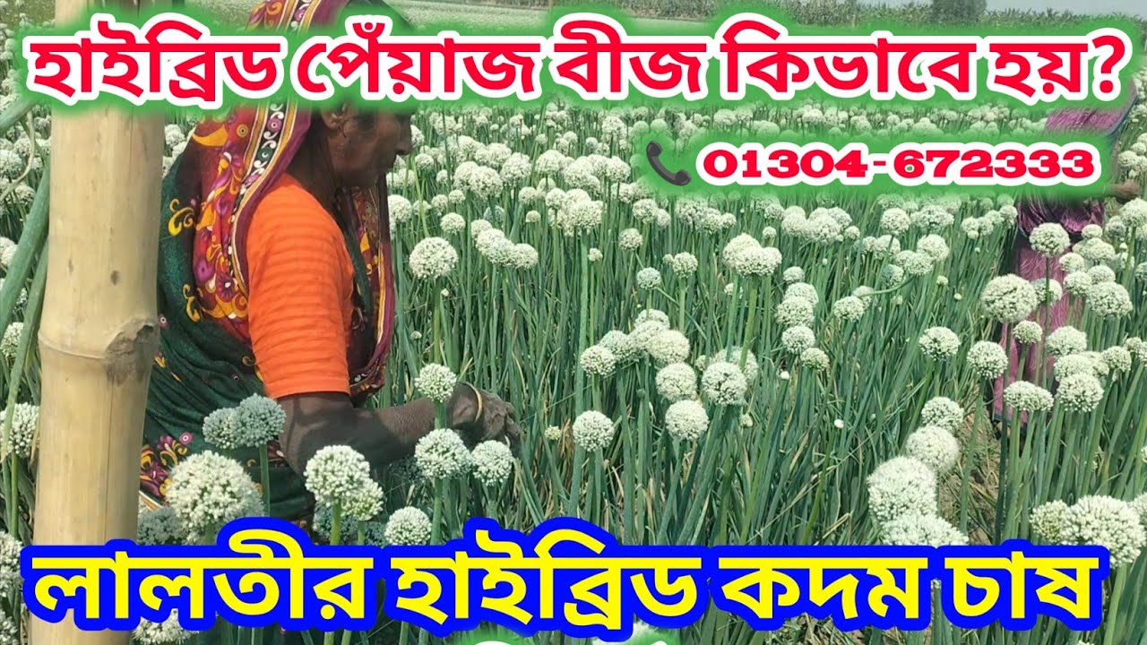 চলছে পেঁয়াজ ফুলে কৃত্তিম পরাগায়ন | how to grow onion flower | howto harvest onion seed | #flower
