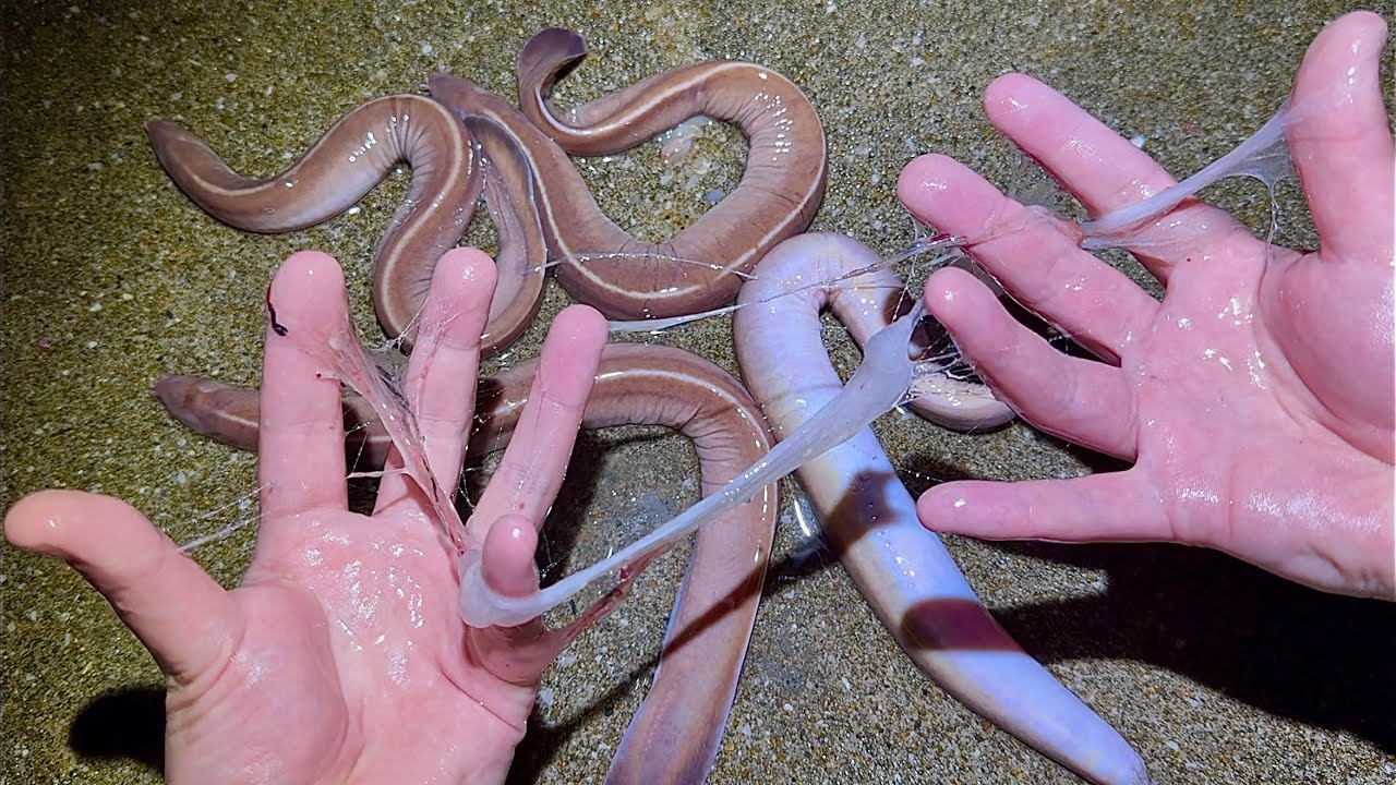ヌタウナギを触ったらエグい量の◯◯が…