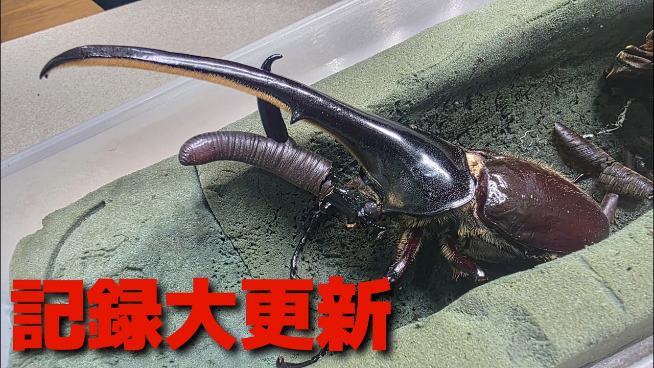 ｢今年は何かが違う！｣ヘラクレスオオカブトのサイズ記録を立て続けに更新しました