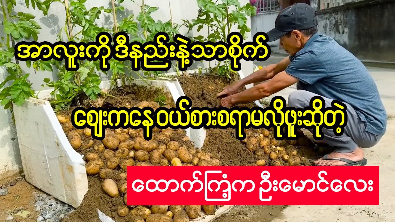 အာလူးကိုဒီနည်းနဲ့သာစိုက် ဝယ်စားစရာမလိုဖူးဆိုတဲ့ ဦးမောင်လေး