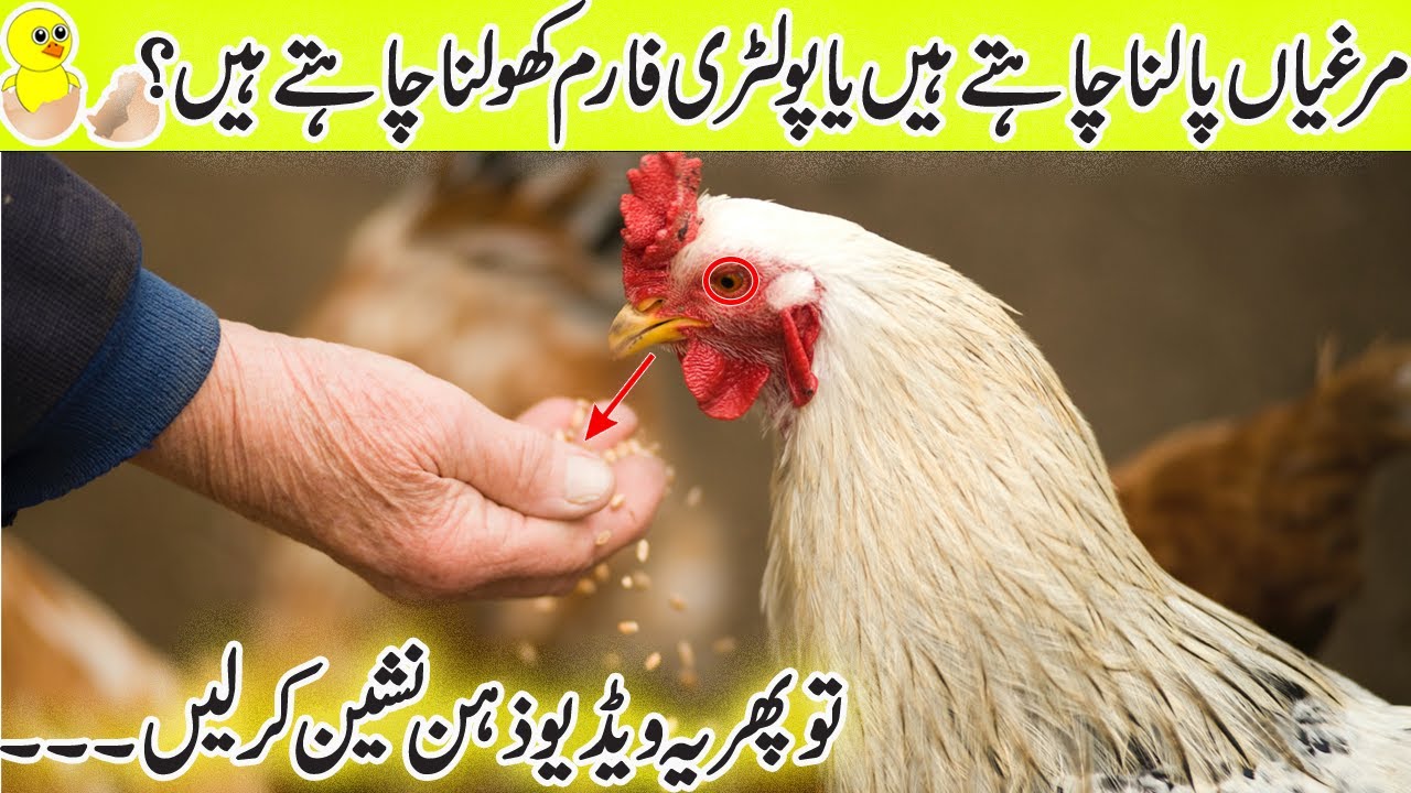 Interesting Hen Facts in Urdu/Hindi| Desi Hen Farming | Poultry Farming in Pakistan | hen laying egg