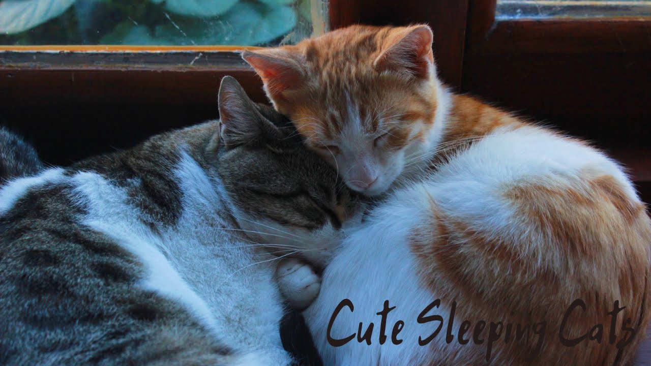 Cute Sleeping Cats 🛏💤