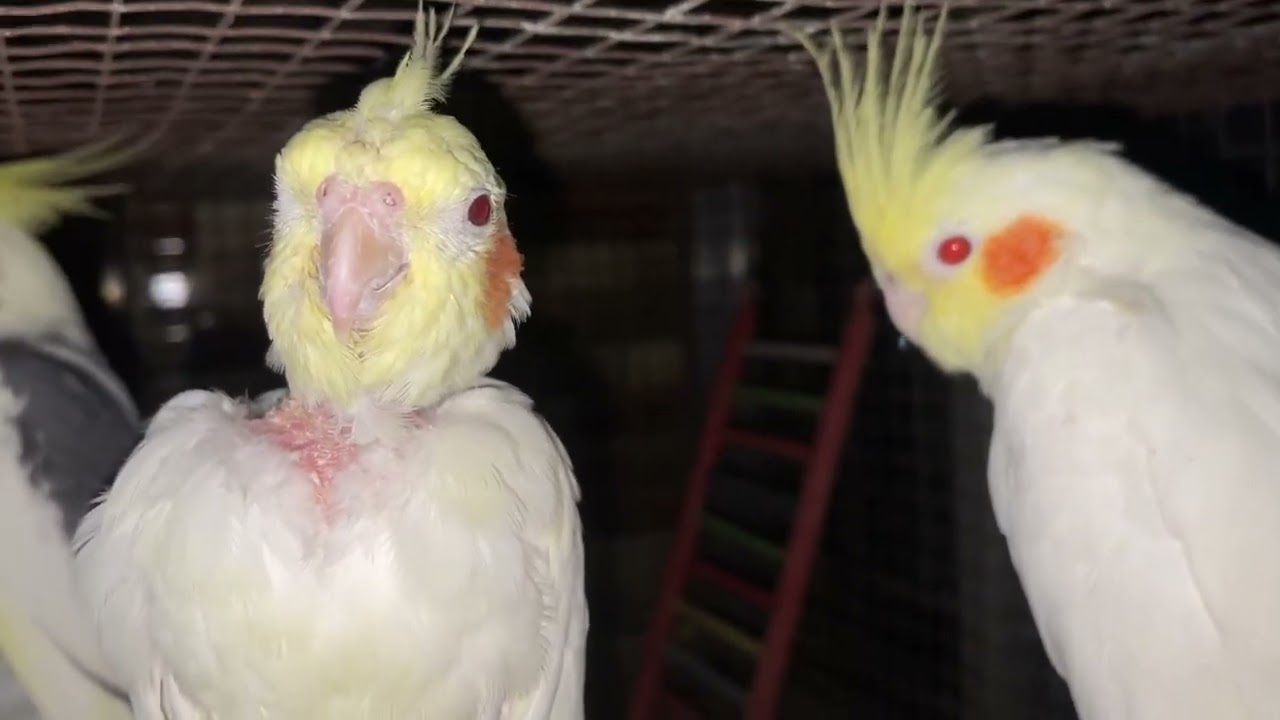 cockatiel baby bird @RioTalesOfficial  | 13 April 2025