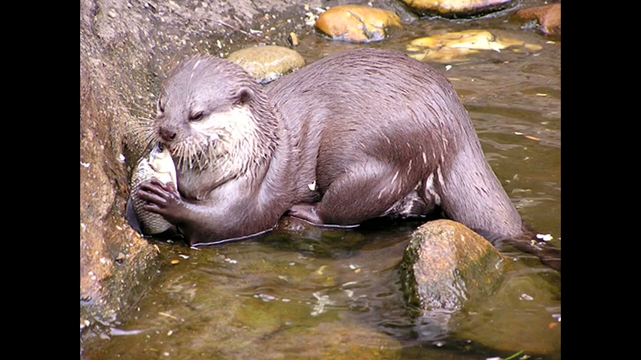 Aonyx cinereus - видра попеляста - oriental small-clawed otter
