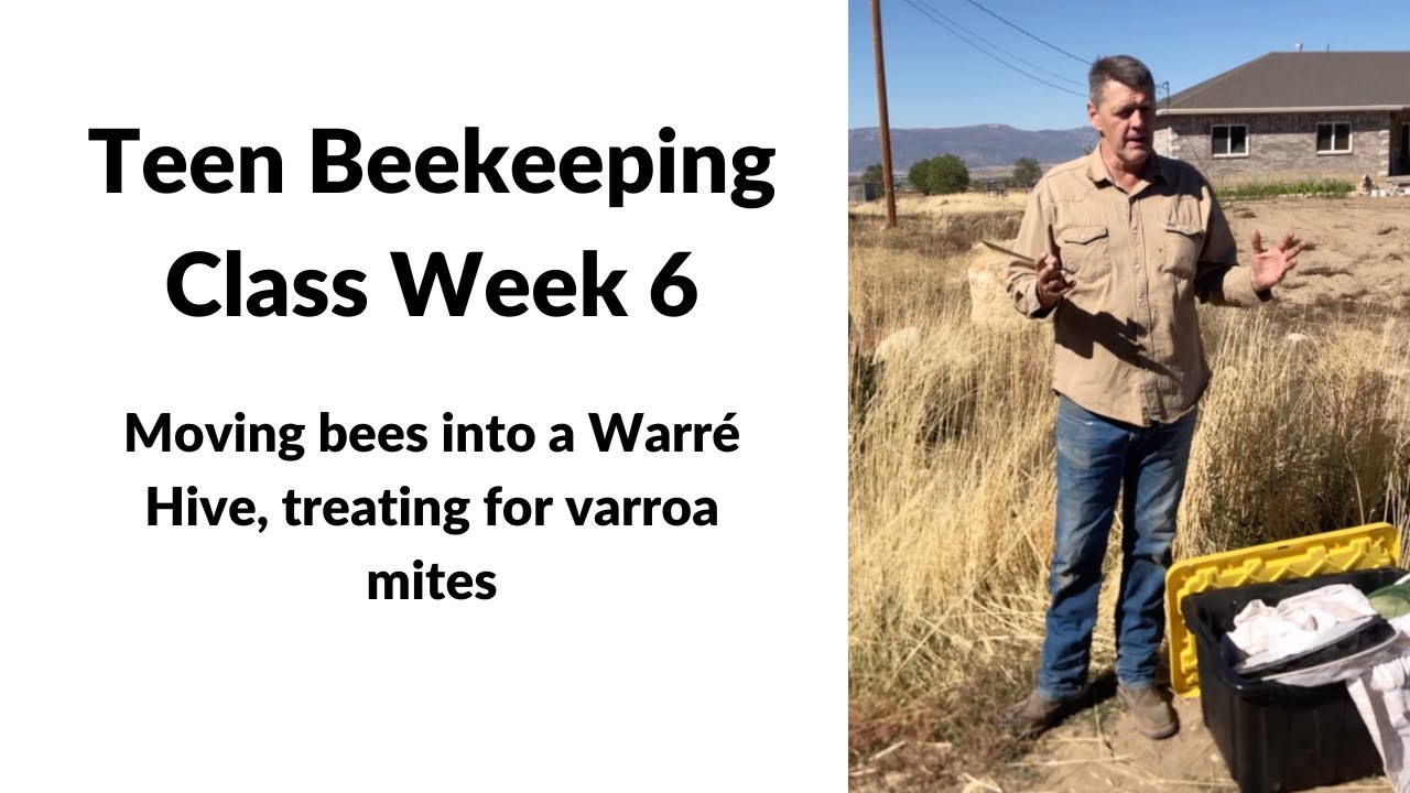 Teen Beekeeping Class Week 6, Hive postmortem, moving bees into a Warré hive, treating for mites