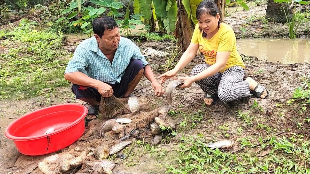 Quá Sức Trận Này Rồi Quăng Một Chài Cá Rô Mề Gỡ Mỏi Tay | TKQ & Family T1855