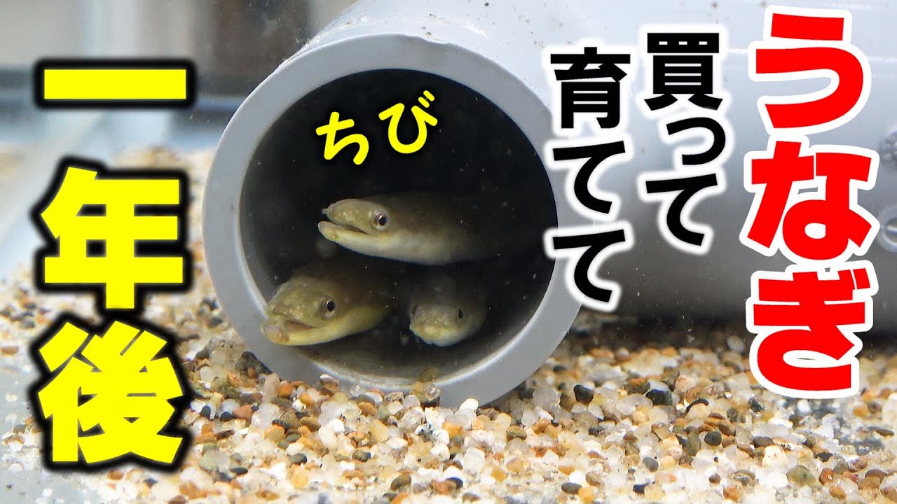 【うなぎ水槽】４匹の子供うなぎ、育てて一年後！大きくなったのか？