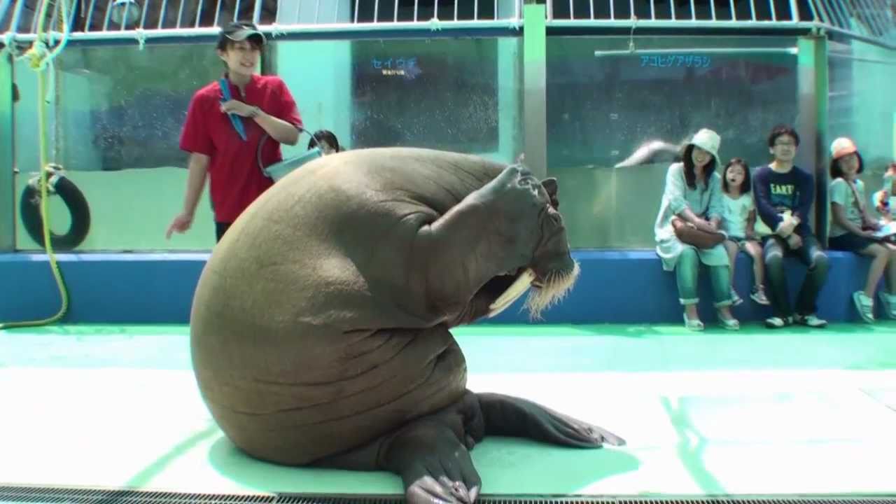 セイウチとミナミゾウアザラシのショー in 二見シーパラダイス