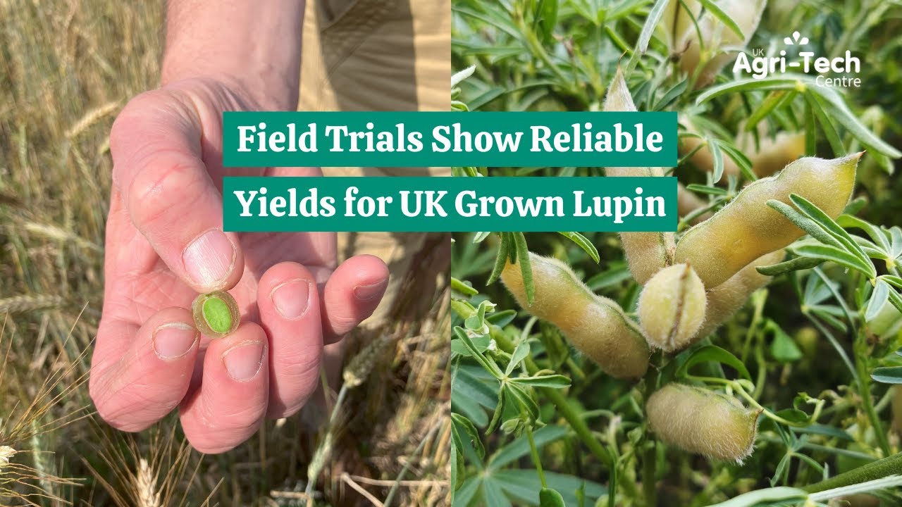Can Homegrown Lupin Replace Imported Soya in UK Livestock Feed? | The Sustainable Lupin Project