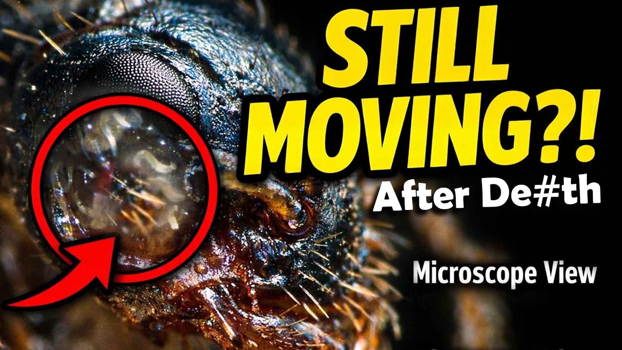 Live Ant Under Microscope 40x - 100x View | @647labs