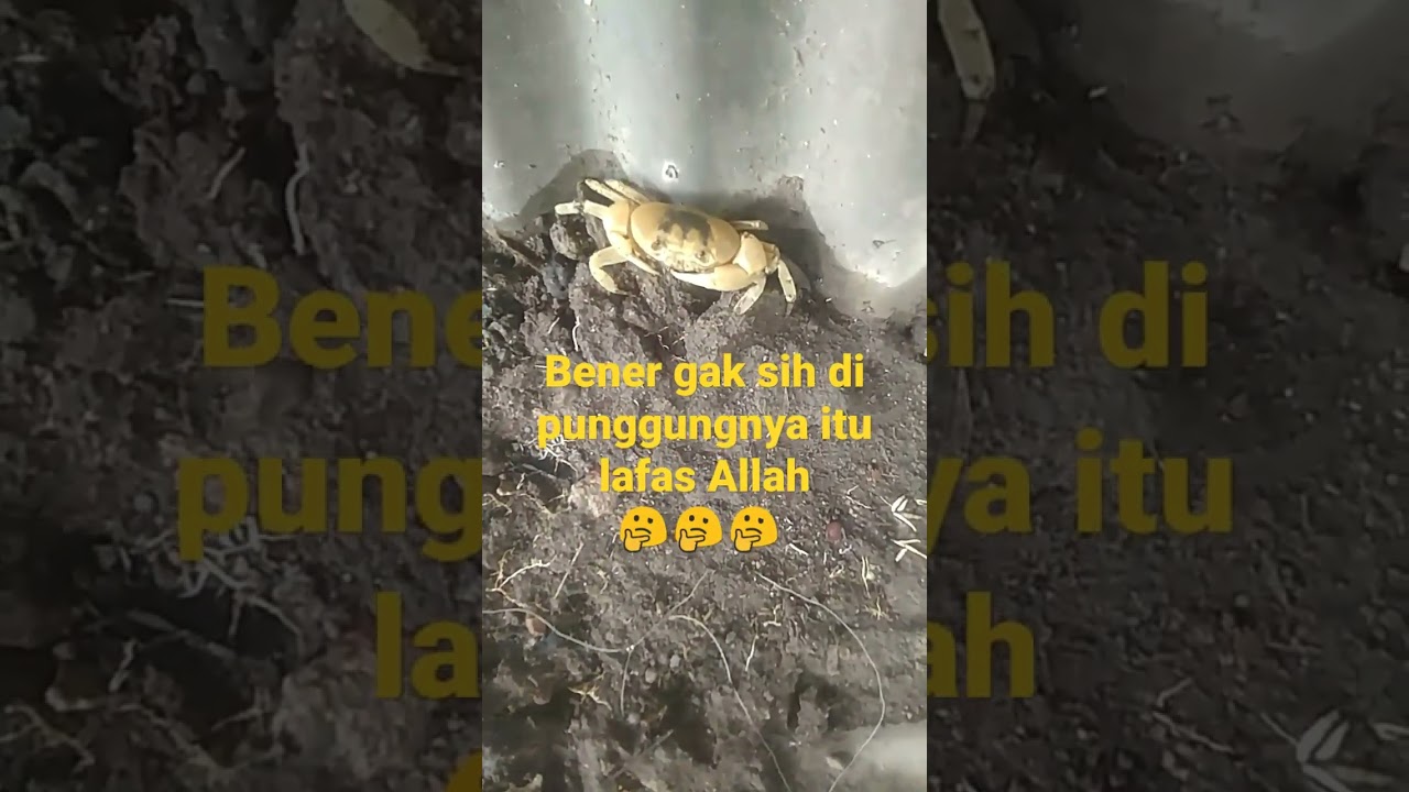 hewan langka 