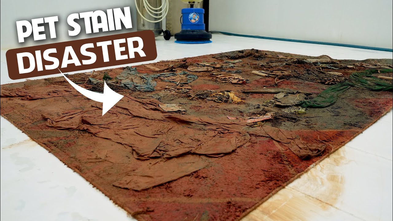 Pet Stain Disaster: From Nightmare to Pristine - Carpet Cleaning ASMR - Satisfying Videos