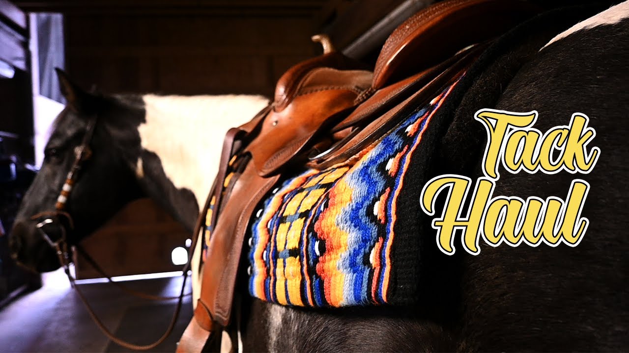 HORSE TACK HAUL! 🛍️// Quarter Horse Congress purchases and others // #ad