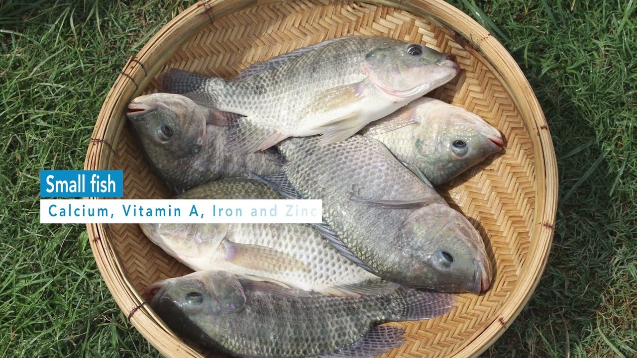 Malawi Fish