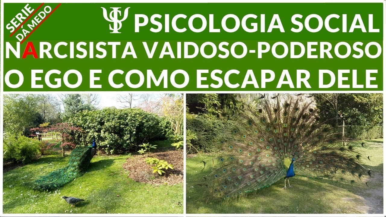 O EGO DO 