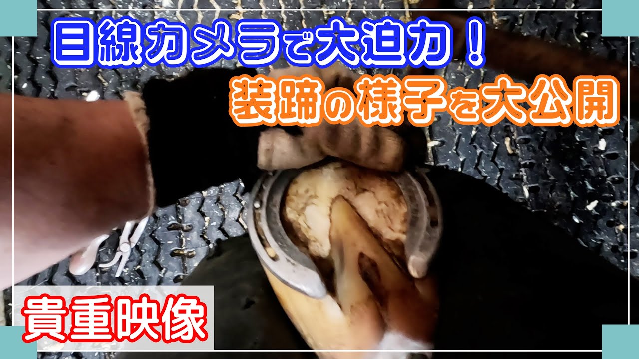 【超貴重映像】大迫力‼️装蹄の様子を大公開🐴🔨