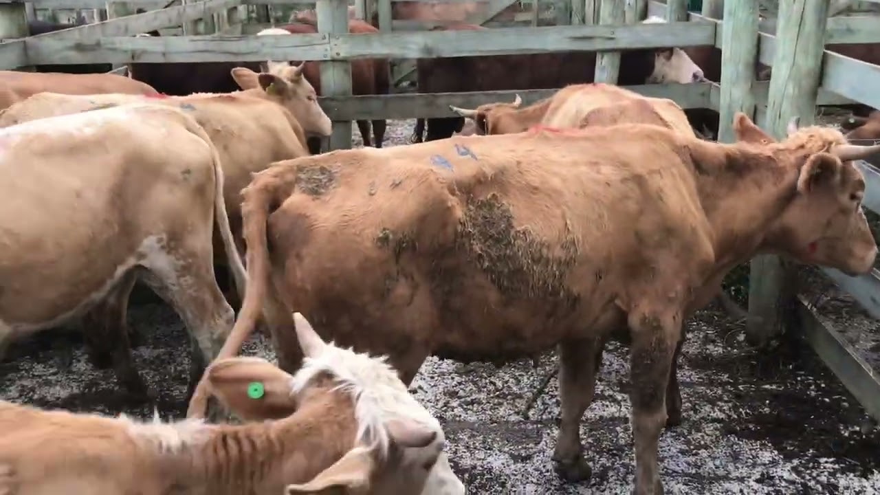 Mostra de Animais Leilao Feira de Gado Geral em Canoinhas-SC as 19:00H