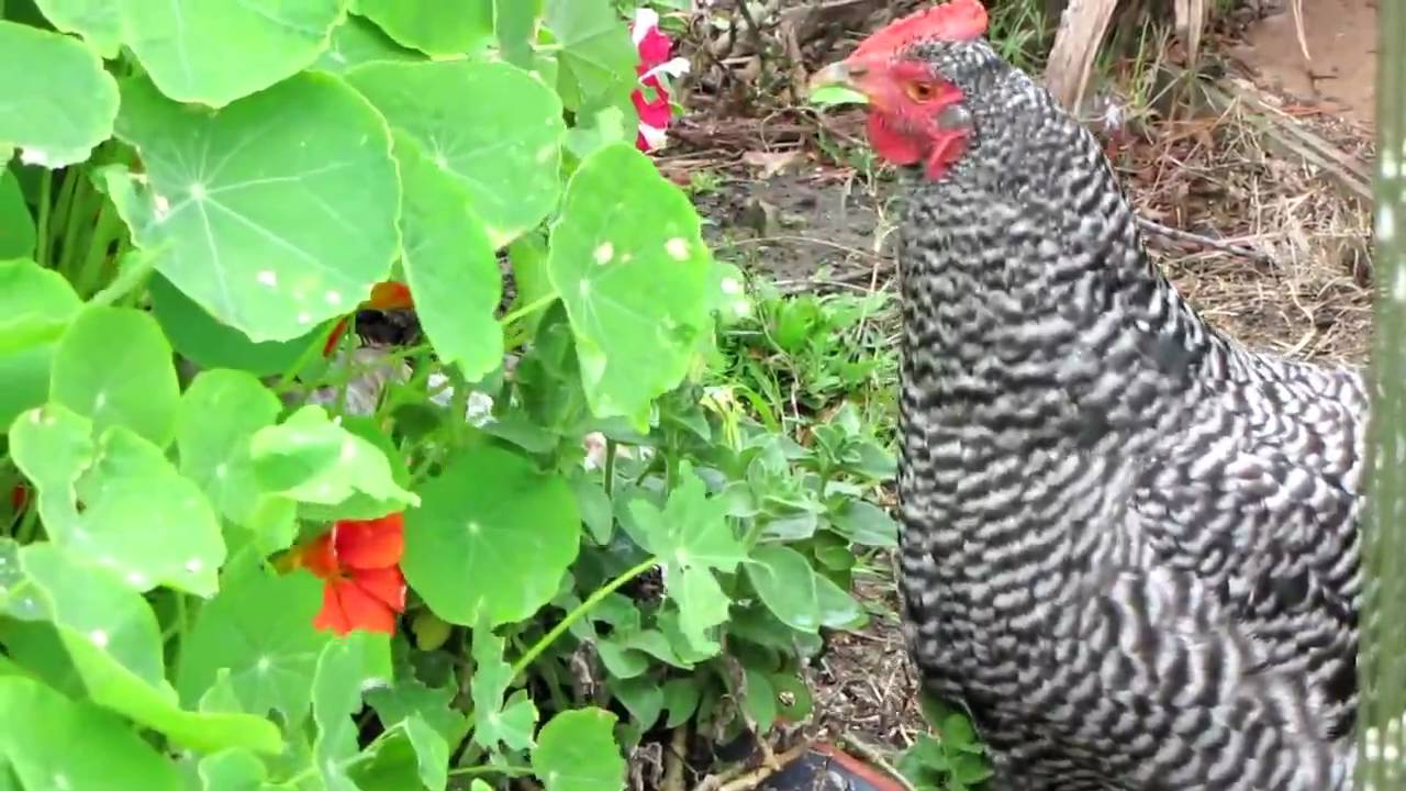 Jemma the hen eating nasturtiums