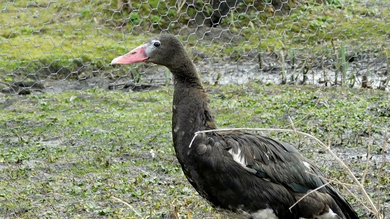 Spur Winged Goose