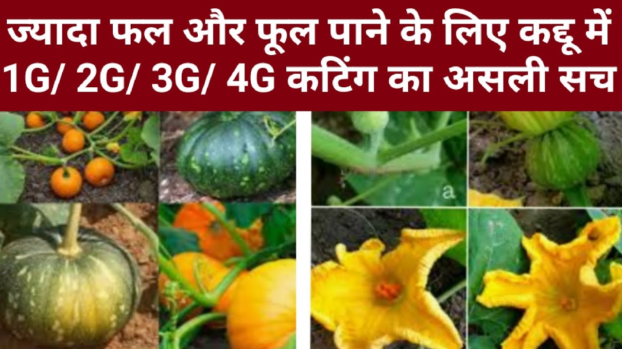 कद्दू में 1G/ 2G/ 3G/ 4G कटिंग करने का असली सच। फायदा होता है या नुकसान। क्या होते हैं परिणाम