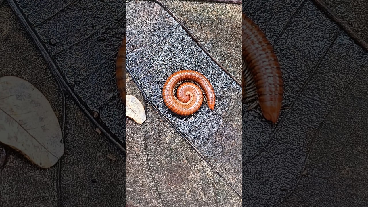 AMAZING! Red millipede 😰😰😰