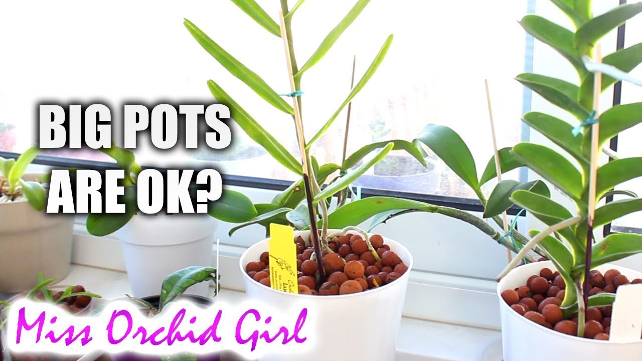 Does Orchid pot size matter in semi hydroponics?