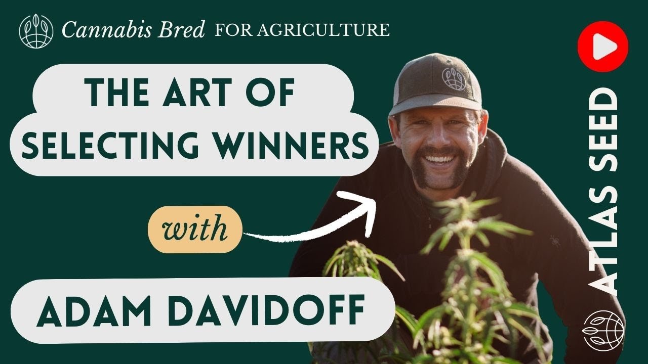 The Art of Selecting Winners - Cannabis Breeding Notes on Developing Elite, Feminized, f1 hybrids