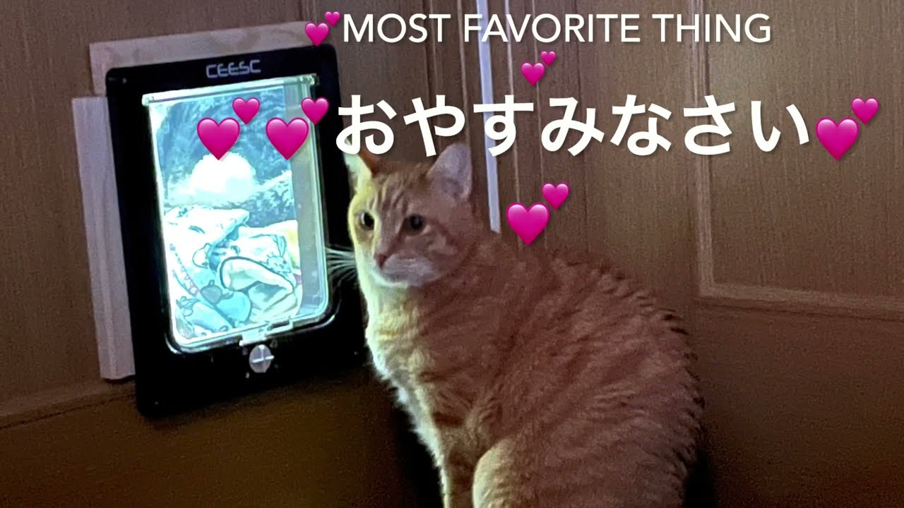 💖ﾍﾟｯﾄﾄﾞｱ⭐️猫扉⭐️ｷｬｯﾄﾄﾞｱ💖