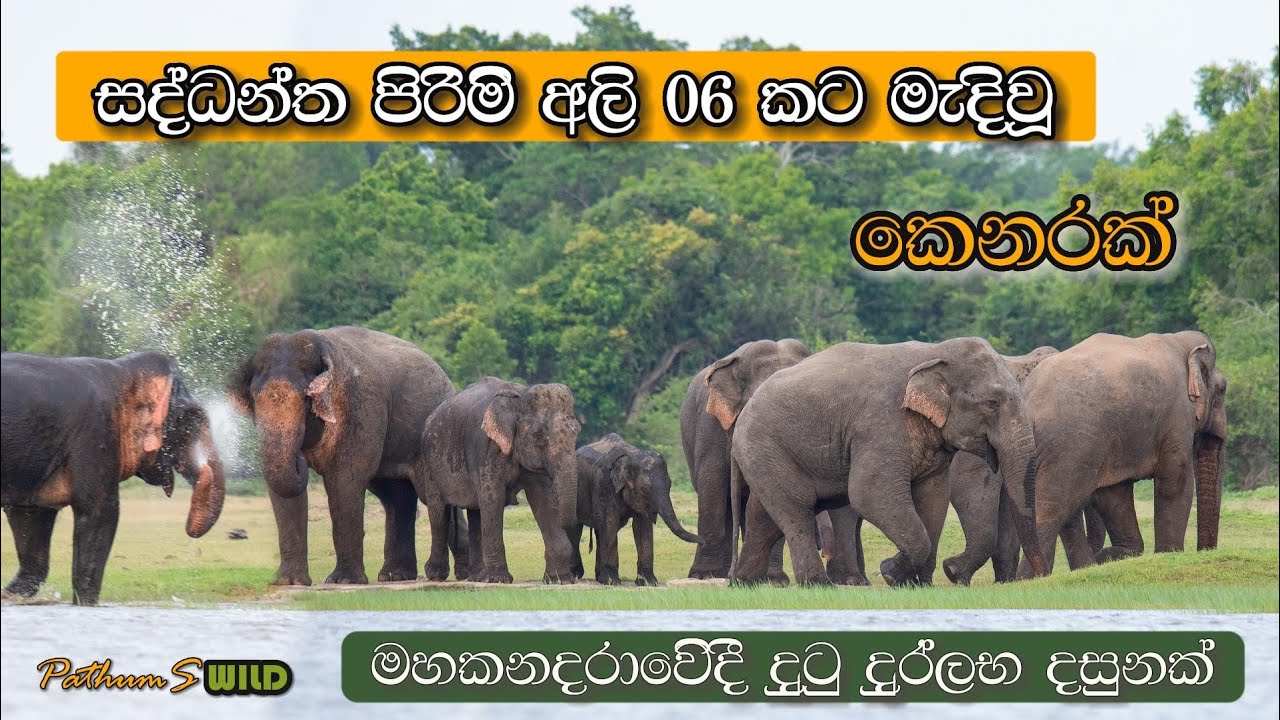 සද්ධන්ත පිරිමි අලි 06 දෙනෙක්ට මැදිවූ කෙනරක් | මහකනදරාවේදී දුටු දුර්ලභ දසුනක් | PathumS WILD