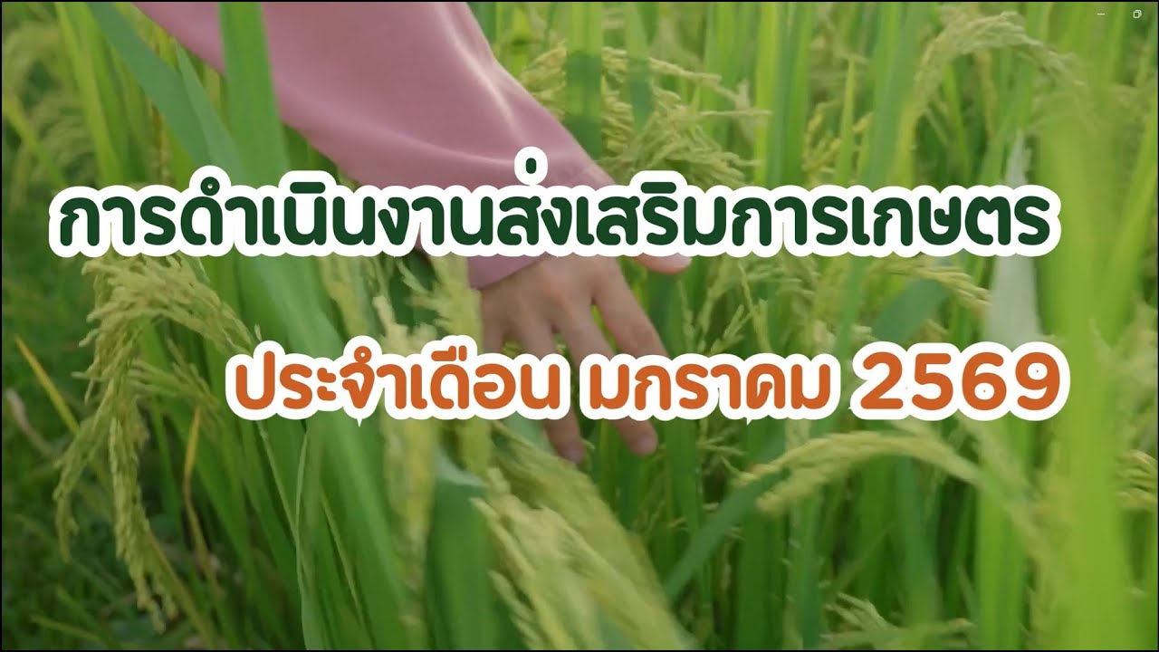 การดำเนินงานส่งเสริมการเกษตร ประจำเดือนมกราคม 2569 เกษตรชัยภูมิ