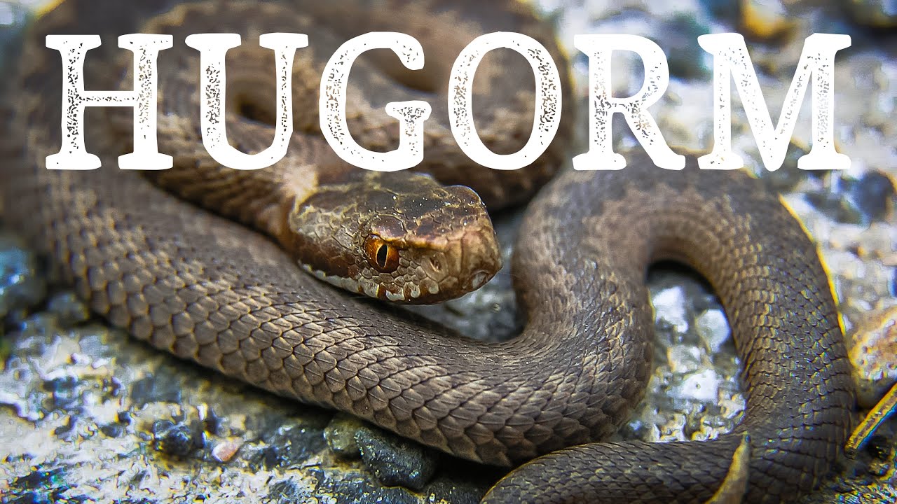 Hugorm // Den danske giftslange // Naturformidling, dansk naturfilm