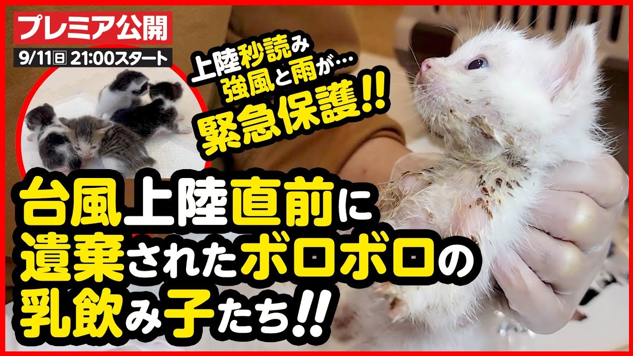 【子猫保護】大型台風直前！1匹保護して....お次は4匹！？ボロボロで捨てられた乳飲み子を保護しました
