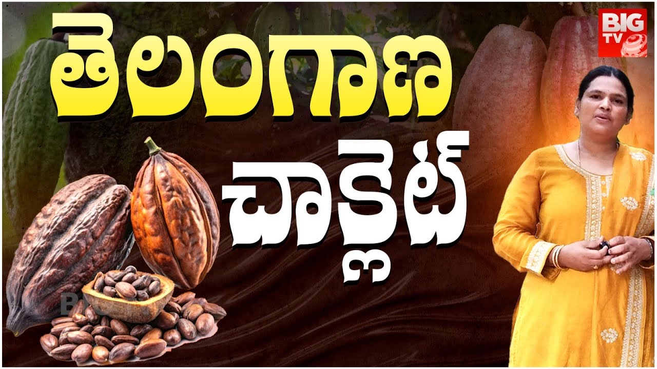 Cocoa Cultivation In Telanagana : తెలంగాణ చాక్లెట్ | Bhadradri Kothagudem | Chocolate Tree | BIG TV