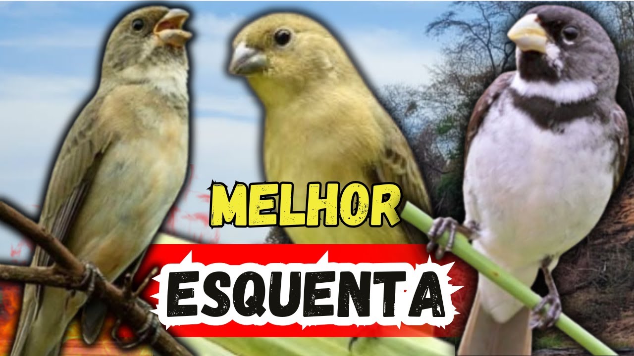 COLEIRO TUI TUI FIBRA CANTO TUI TUI PROFESSOR CANTO COLEIRO TUI TUI PARA ESQUENTAR COLEIRO TUI TUI